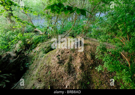 Eurasian Badger, Meles meles, on sett in coppice woodland habitat, Kent, England, may Stock Photo