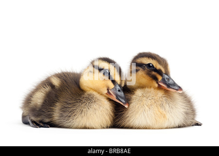 two cute baby ducks isolated on white - female Mallard ducklings closeup (Anas platyrhynchos)