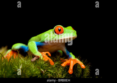 red-eyed tree frog closeup on black, sitting on natural moss ready to jump. Agalychnis callidryas. Stock Photo