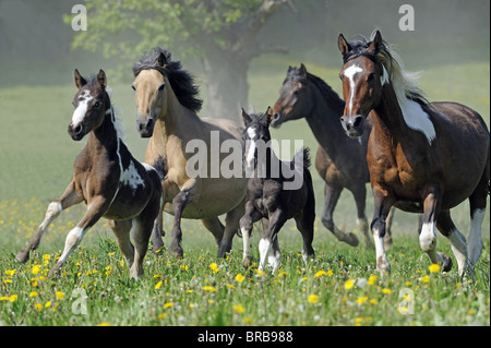 Lewitzer Horse (Equus ferus caballus), mares with foals in a gallop on a pasture. Stock Photo