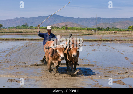 Man ploughing with water buffaloes through a rice paddy, Vietnam, Indochina, Southeast Asia, Asia Stock Photo