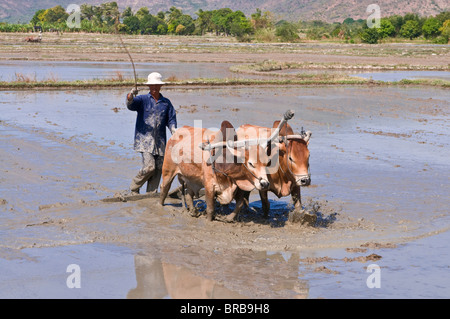 Man ploughing with water buffaloes through a rice paddy, Vietnam, Indochina, Southeast Asia, Asia Stock Photo