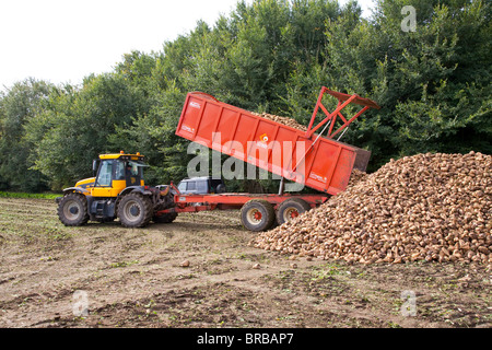 Sugar beet pile Stock Photo