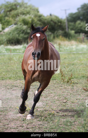 A beautiful bay Welsh Cob cantering in his field Stock Photo