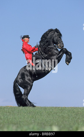 Friesian Horse (Equus caballus). Stallion with rider performing the pesade. Stock Photo