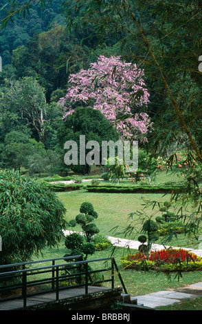 Malaysia Penang Georgetown Botanic Gardens With A Queen Of Flowers Tree Lagerstroemia Loudonii In Flower In The Distance Stock Photo