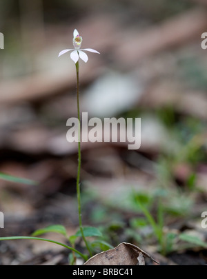 Pink Fingers Orchid (Caladenia carnea), Narrawallee Creek Nature Reserve, Australia Stock Photo