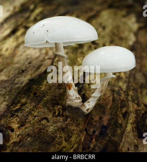 Porcelain Fungi, Oudemansiella mucida. Stock Photo