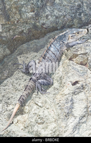 Black spiny tailed Iguana (Ctenosaur similis), Manuel Antonio National Park, Costa Rica, Central America Stock Photo