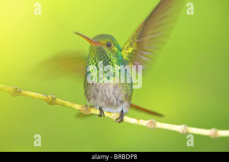 Rufous-tailed hummingbird (Amazilia tzacatl) opening wings, Costa Rica, Central America Stock Photo