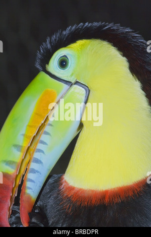 Keel-billed toucan (Ramphastos sulfuratus), Costa Rica, Central America Stock Photo