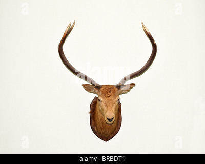 Mounted trophy on a wall of a young red deer stag. Stock Photo
