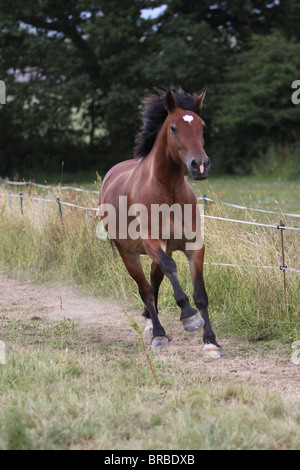 A beautiful bay Welsh Cob cantering in his field Stock Photo