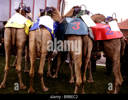 Rear view of a crowd of people competing running in a 10k race on the ...