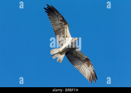Osprey - flying / Pandion haliaetus Stock Photo
