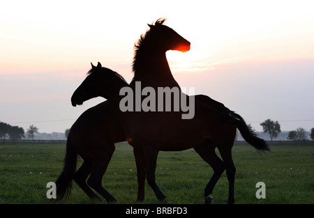 Two stallions fighting in the morning sun Stock Photo