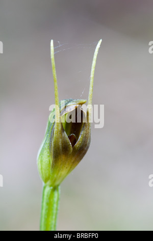 Wild Maroonhood Orchid (Pterostylis pedunculata), Narrawallee Creek Nature Reserve, Australia Stock Photo