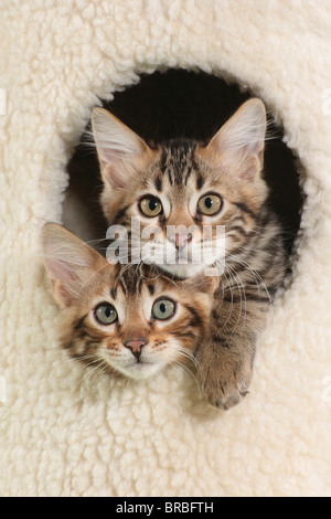 Pardino. Two kittens peeking out of a den in a cat tree Stock Photo