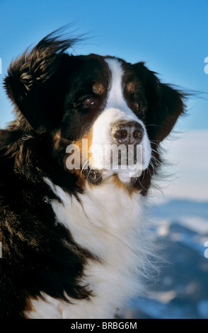 Bernese Mountain dog - portrait Stock Photo