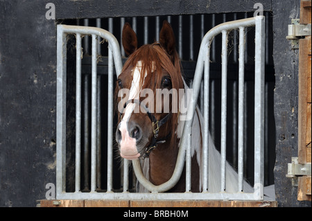 Domestic Horse (Equus ferus caballus) looking out from a stable. Stock Photo