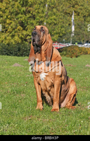 Bloodhound - sitting on meadow Stock Photo