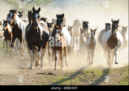 Lewitzer Horse (Equus ferus caballus), mares with foals in a gallop on a dusty road. Stock Photo