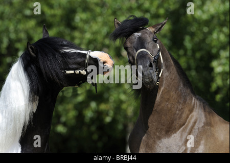 Paso Fino (Equus ferus caballus). Two geldings squabbling on a meadow. Stock Photo