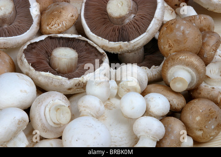 selection of mushrooms Stock Photo