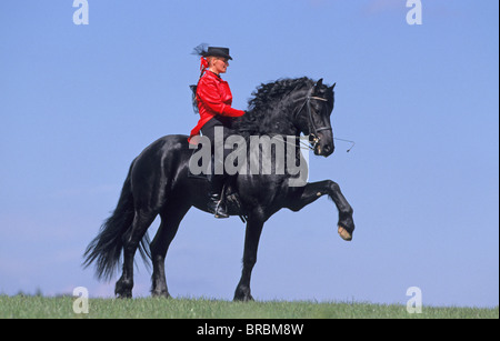 Friesian Horse (Equus caballus). Stallion with rider performing the Spanish walk. Stock Photo