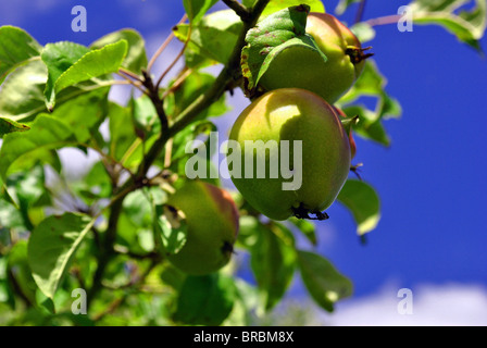 crab apples growing on a tree Stock Photo