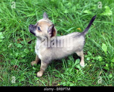 Eleven weeks old longhair blue and grey chihuahua puppy standing outside in the garden looking at up to its lordling Stock Photo