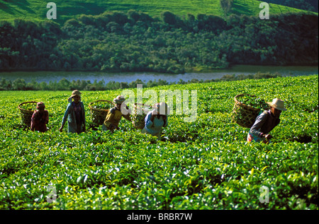 Tea harvest on Sahambavy estate near Fianarantsoa, Madagascar Stock Photo