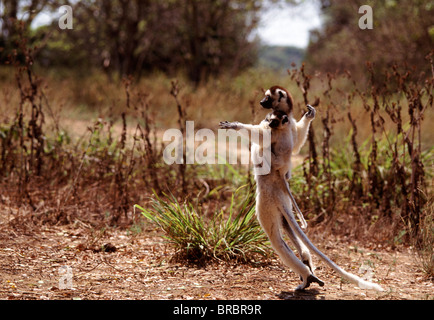 Verreaux's Sifaka (Propithecus verreauxi) mother with baby on her back hopping on ground, Berenty Reserve, Southern Madagascar Stock Photo