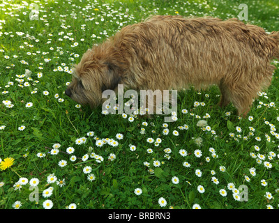 Border Terrier Sniffing Daisies In Field Stock Photo