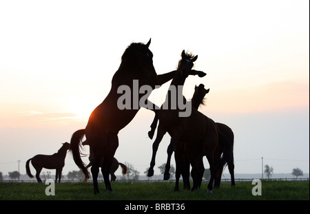 Stallions fighting in the morning sun Stock Photo