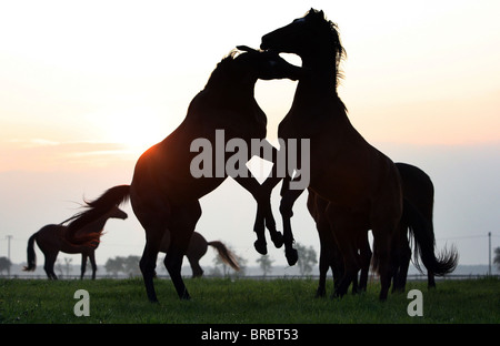 Stallions fighting in the morning sun Stock Photo