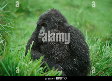 Mountain Gorilla (Gorilla gorilla beringei) mother with infant in the rain, Virunga Volcanoes, Rwanda Stock Photo