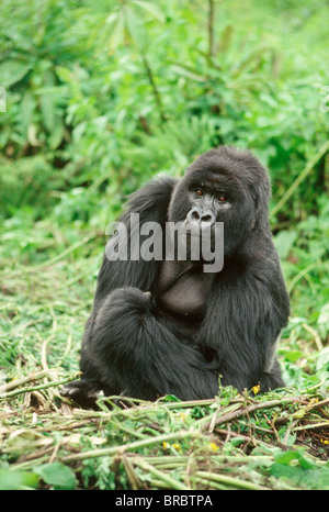 Mountain Gorilla (Gorilla gorilla beringei) silverback male, Virunga Volcanoes, Rwanda Stock Photo