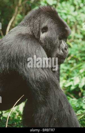 Mountain Gorilla (Gorilla gorilla beringei) young silverback male, Virunga Volcanoes, Rwanda Stock Photo