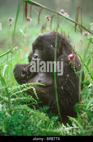 Mountain Gorilla (Gorilla gorilla beringei) young female feeding on thistle, Virunga Volcanoes, Rwanda Stock Photo