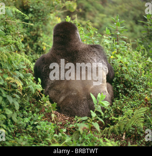 Mountain Gorillas (Gorilla gorilla beringei) silverback male, Virunga Volcanoes, Rwanda Stock Photo