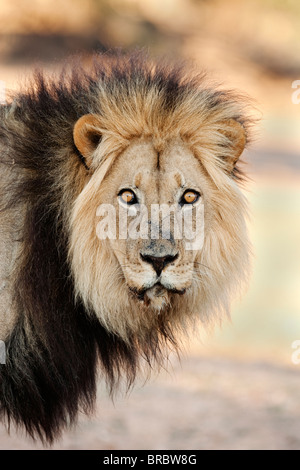 Blackmaned lion, Panthera leo, Kgalagadi Transfrontier Park, Northern Cape, South Africa Stock Photo