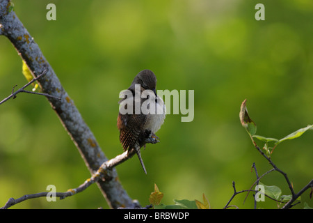 House Wren Troglodytes aedon perched on an old tree branch preening its feathers
