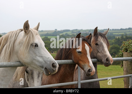 Three Welsh Mountain ponies looking over a gate Stock Photo