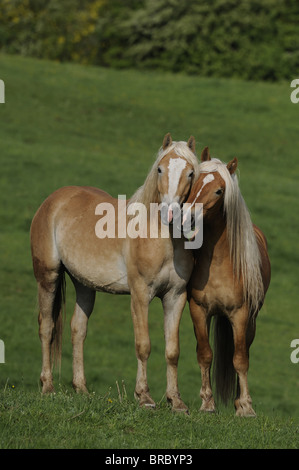 Haflinger Horse (Equus ferus caballus). Two young stallions on a pasture standing head to head. Stock Photo