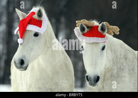 Domestic Horse (Equus ferus caballus). Pair of gray horses on a pasture wearing Santa Claus and reindeer caps. Stock Photo