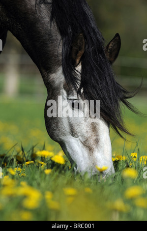Paso Iberoamericano (Equus ferus caballus), portrait of a grazing individual. Stock Photo