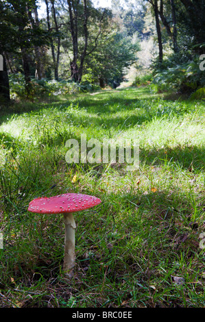 Amanita muscaria, Fly agaric mushroom growing in an english woodland. Stock Photo