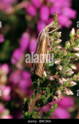 A grass moth (Agriphila tristella : Pyralidae), UK. Stock Photo