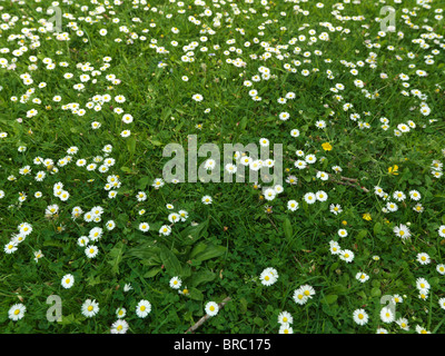 Daisies In Field Salisbury Wiltshire England Stock Photo